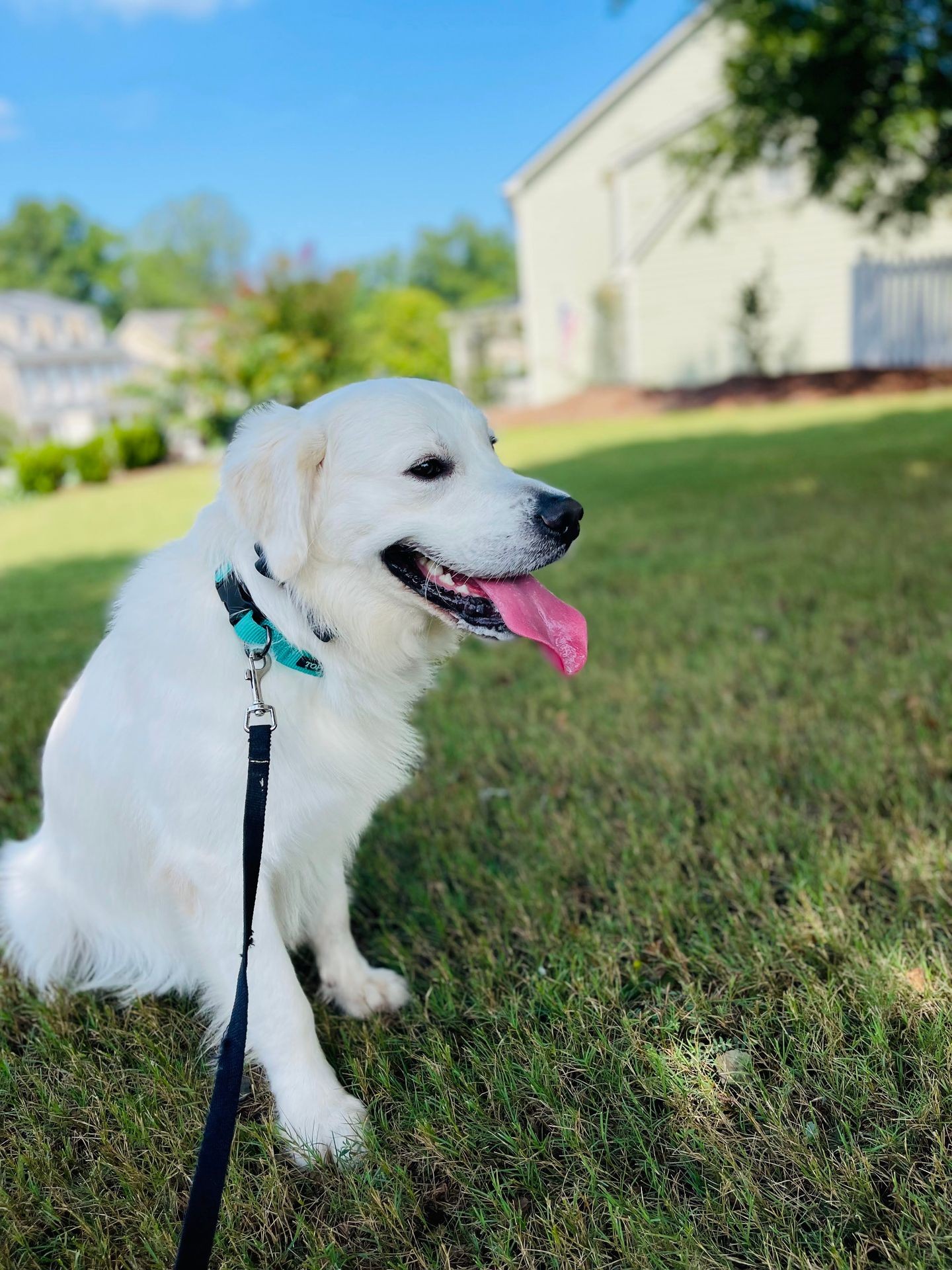 White dog with pink tongue sitting on green grass with houses blurred in the background.