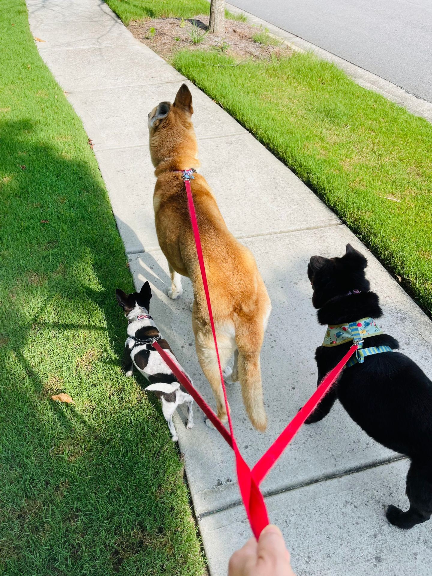 Dog Walkers Reston Va