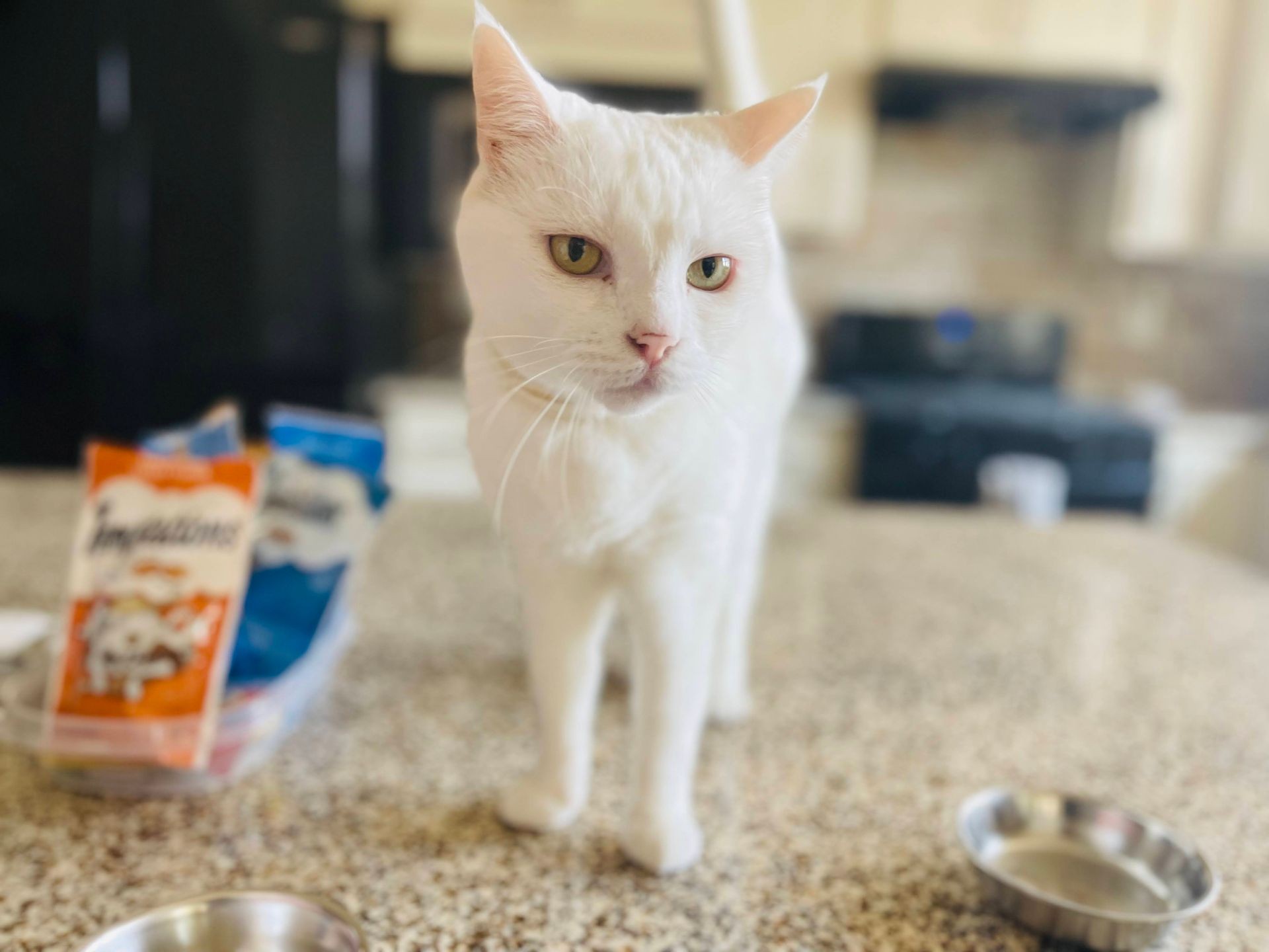 White cat standing on a kitchen counter next to cat treats and a metal bowl.